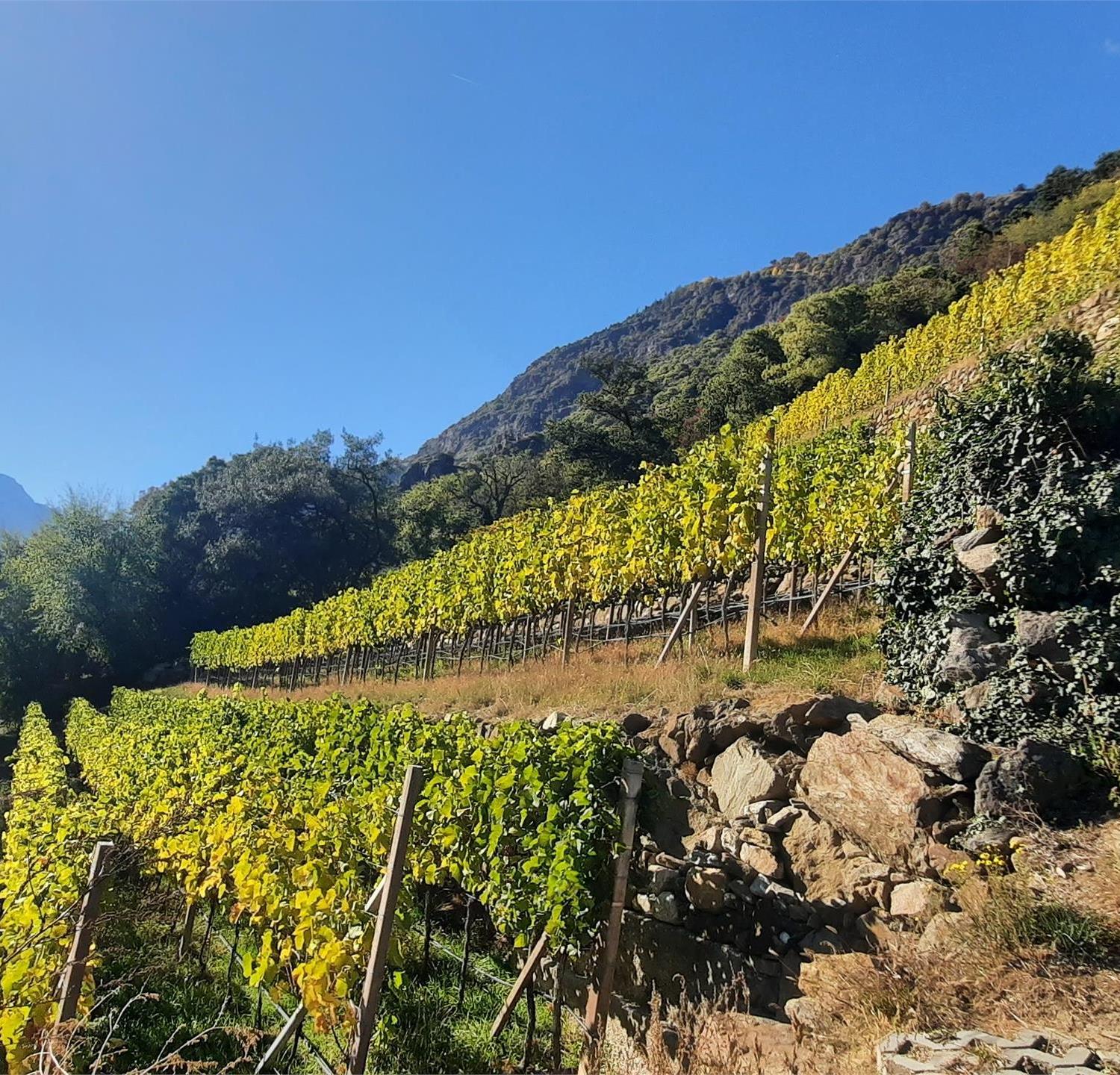 Foto für Genusswandern und Verkostung von Bioweinen im Weinberg vom Weingut Lehengut